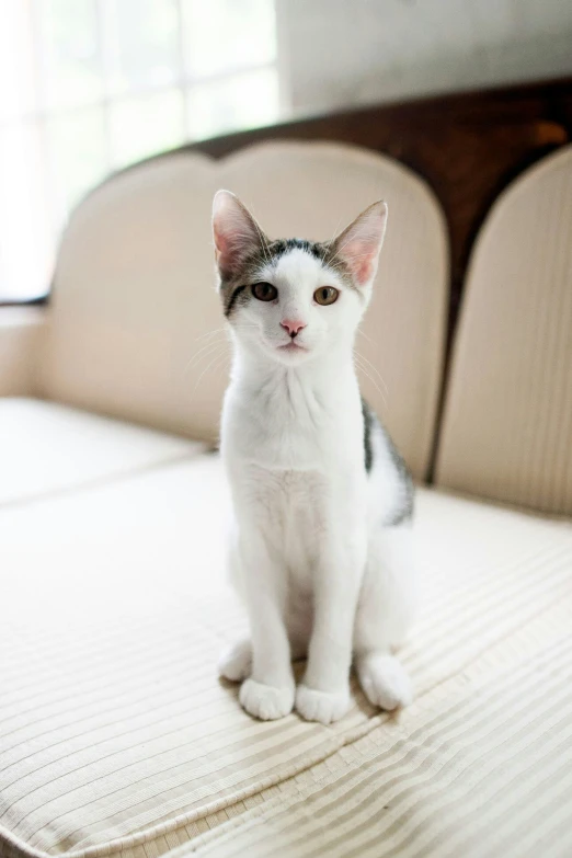 a black and white kitten sits on a bed