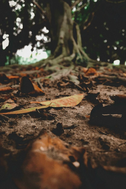 a picture of the ground of a wooded area