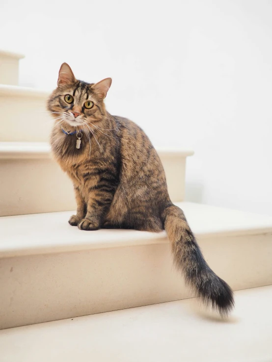 cat sitting down on the steps with its paw in the air