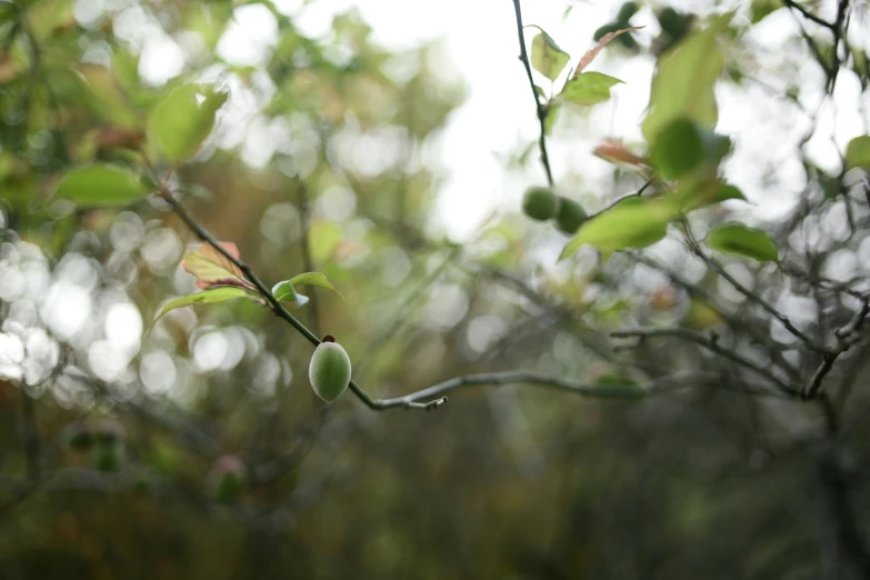 a leafy tree nch with green and white fruit