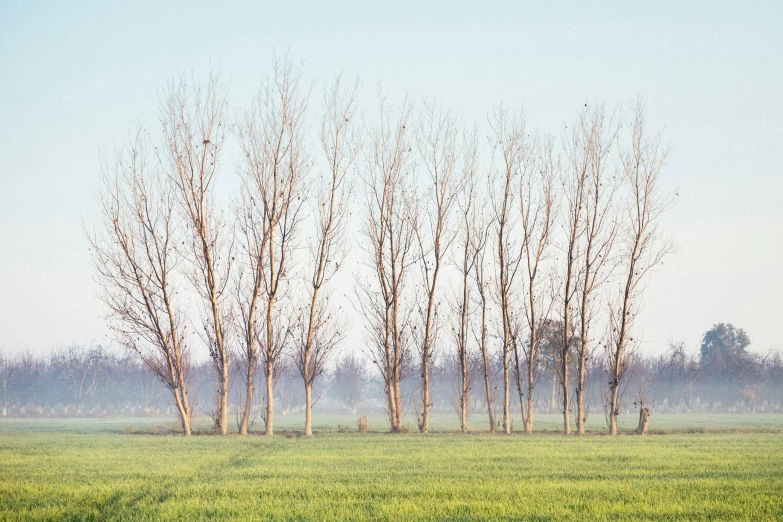 a herd of animals walking across a lush green field