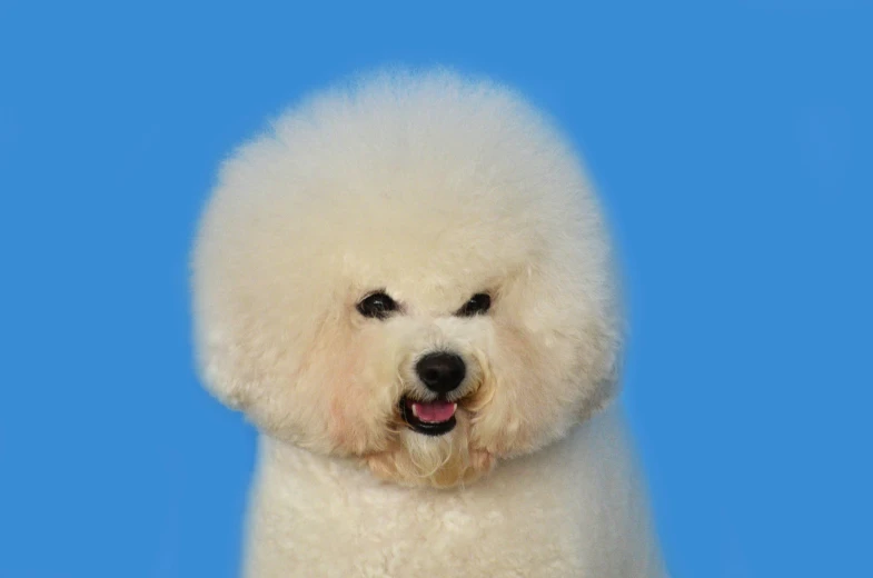 a white poodle standing in front of a blue background