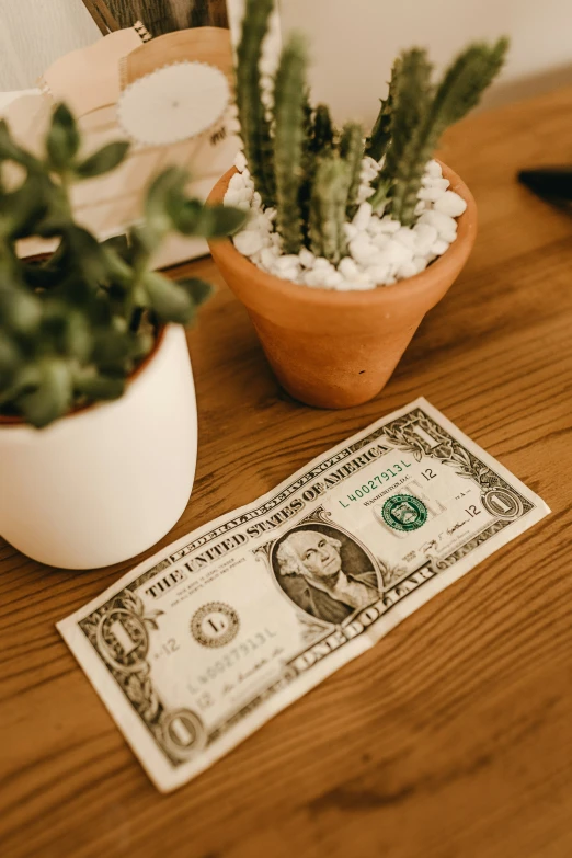 an aloe plant and a dollar bill are on the table