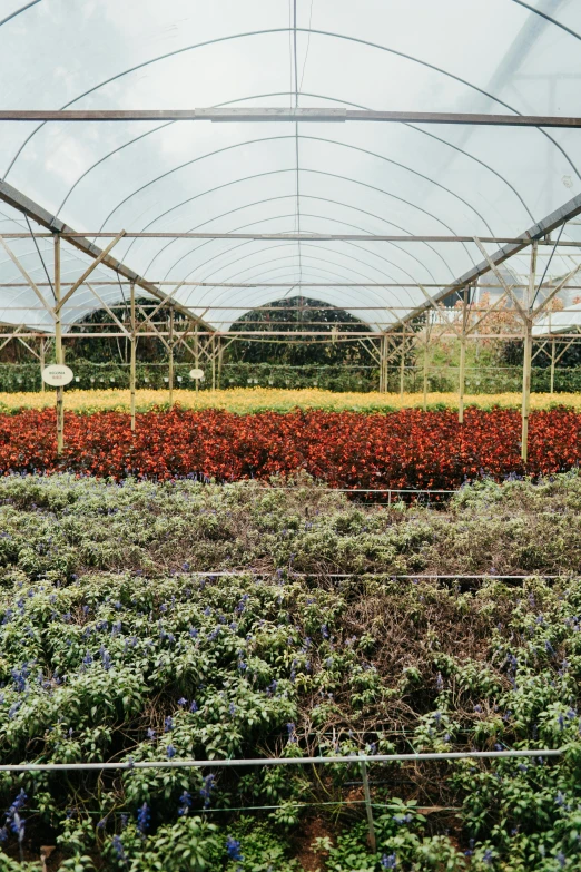 some plants in a large field under a bridge