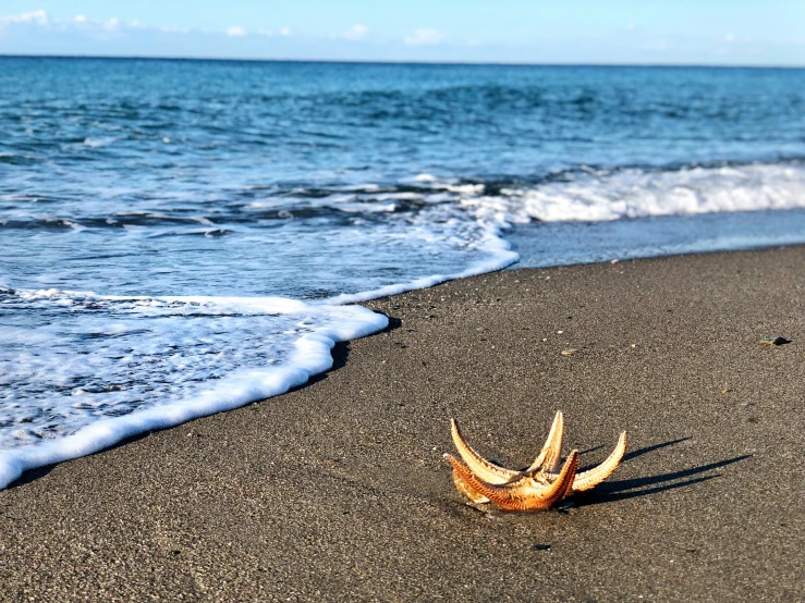 some sort of shell sitting on the beach by the water