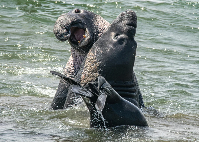 two animals playing in the water at the beach