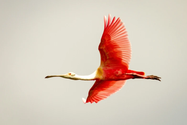 the large bird has many pink wings