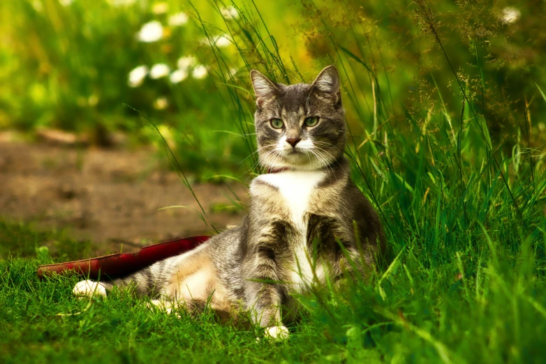 a cat laying in the grass near a red umbrella