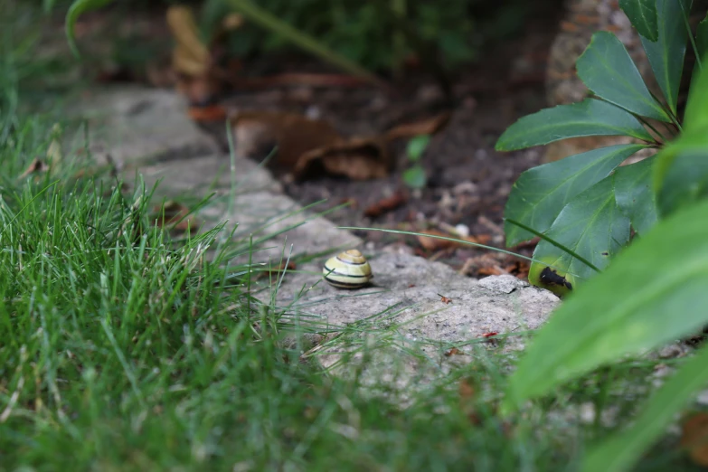 the snail is sitting on the rock outside