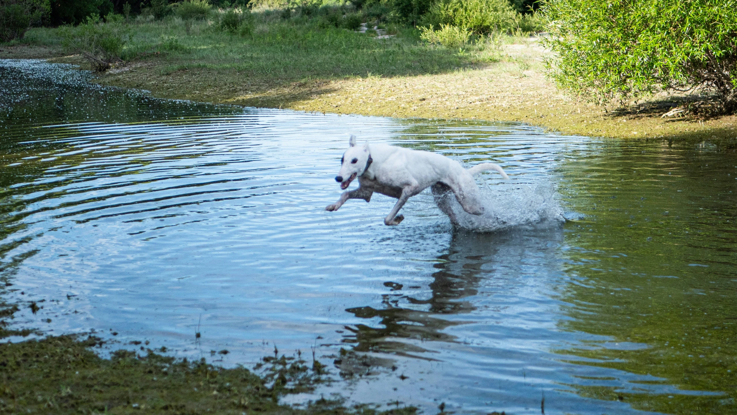 a white horse jumps in a pond while wearing a leash