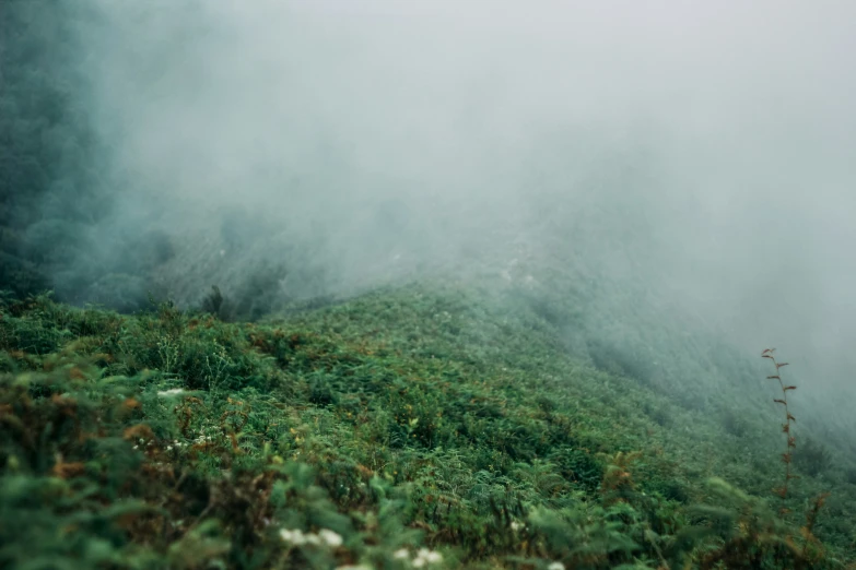 two sheep standing on a hill side covered in thick fog