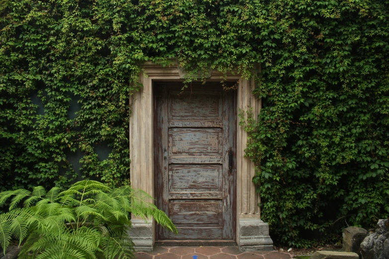 a wooden door with vines covering it behind it