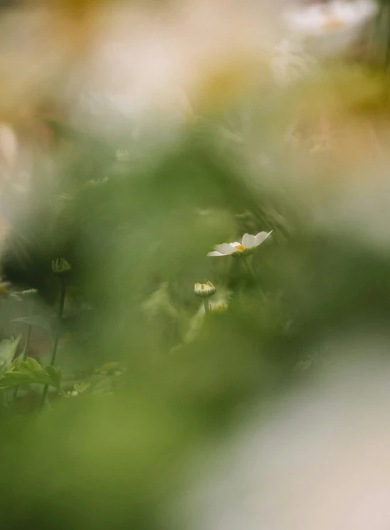 a white bird is standing in the bushes