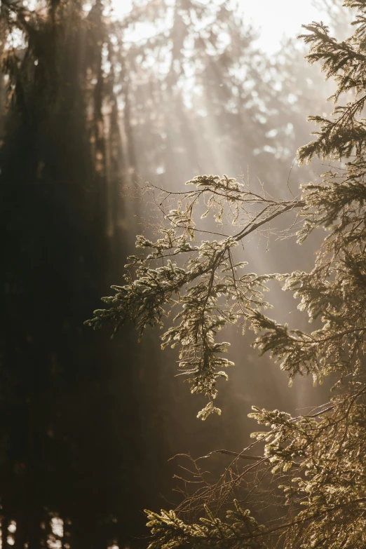 sunlight streaming through trees in the woods