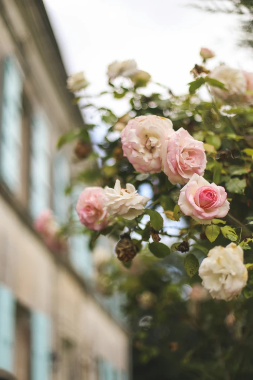 this is some pink and white flowers on a nch