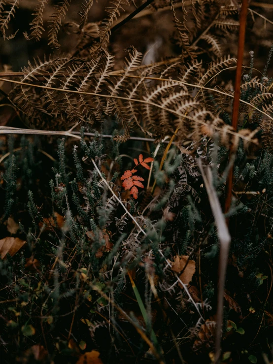 a plant with leaves laying in the grass