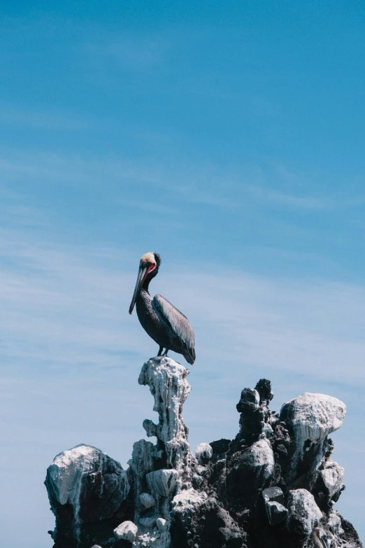 two birds sitting on some rocks near the ocean