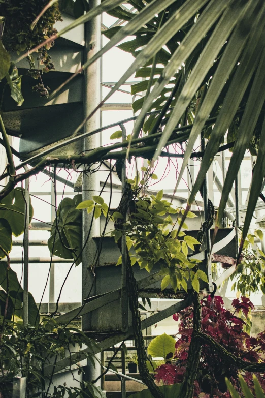 tropical plants are hanging in a large greenhouse