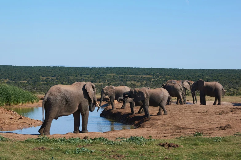 herd of elephants walking down river towards grassy area