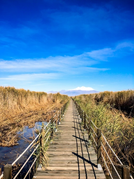 a wooden bridge with a metal railing crossing marsh grasses