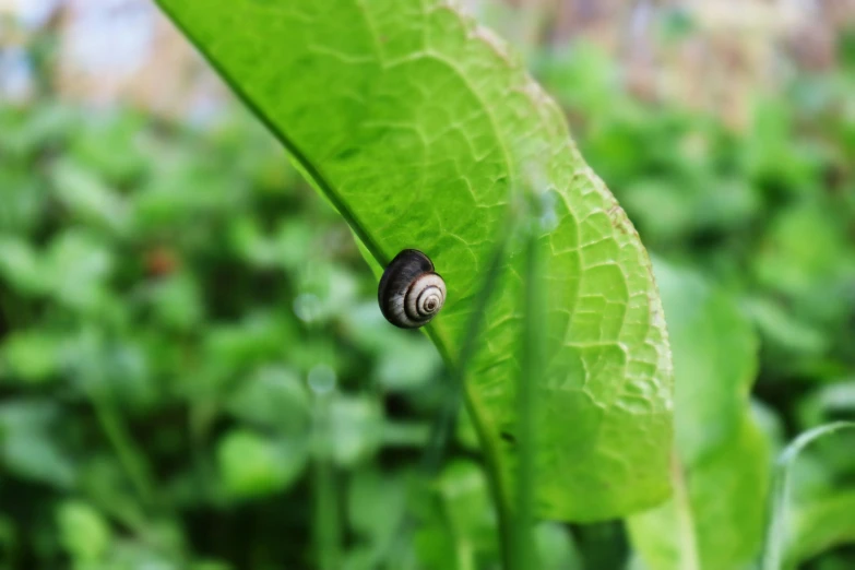 a little snail that is standing on a green leaf