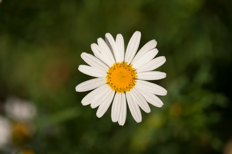 a large daisy standing up with an extremely bright yellow center