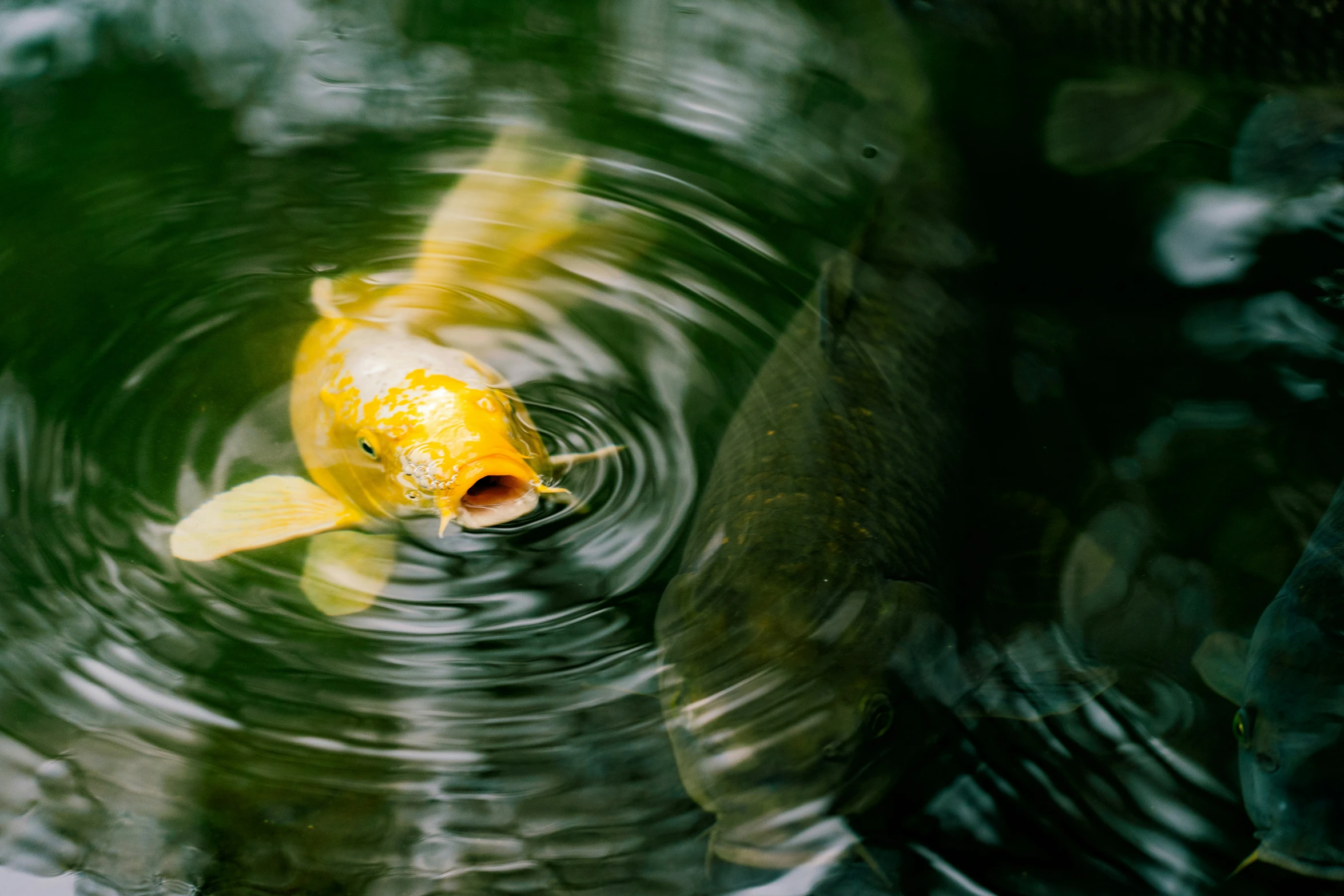 a gold fish swimming in a small pond