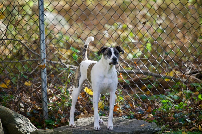 a dog is standing on a rock by a fence