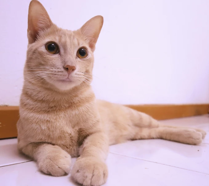 an orange cat sitting on top of a white floor