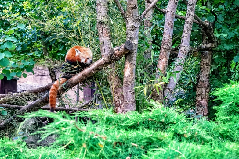 an orange animal climbing a tree nch