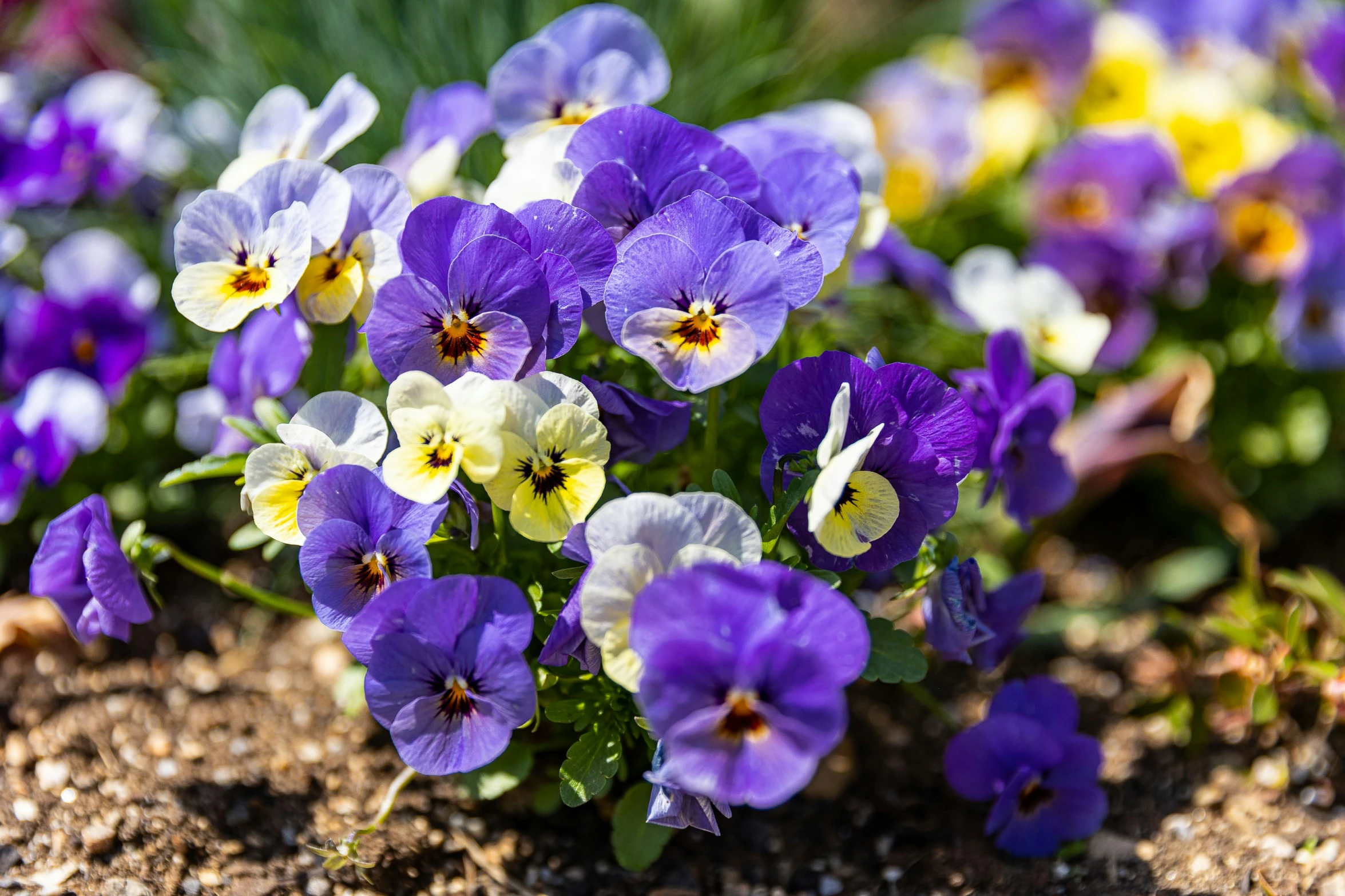 many blue and white flowers are in the dirt