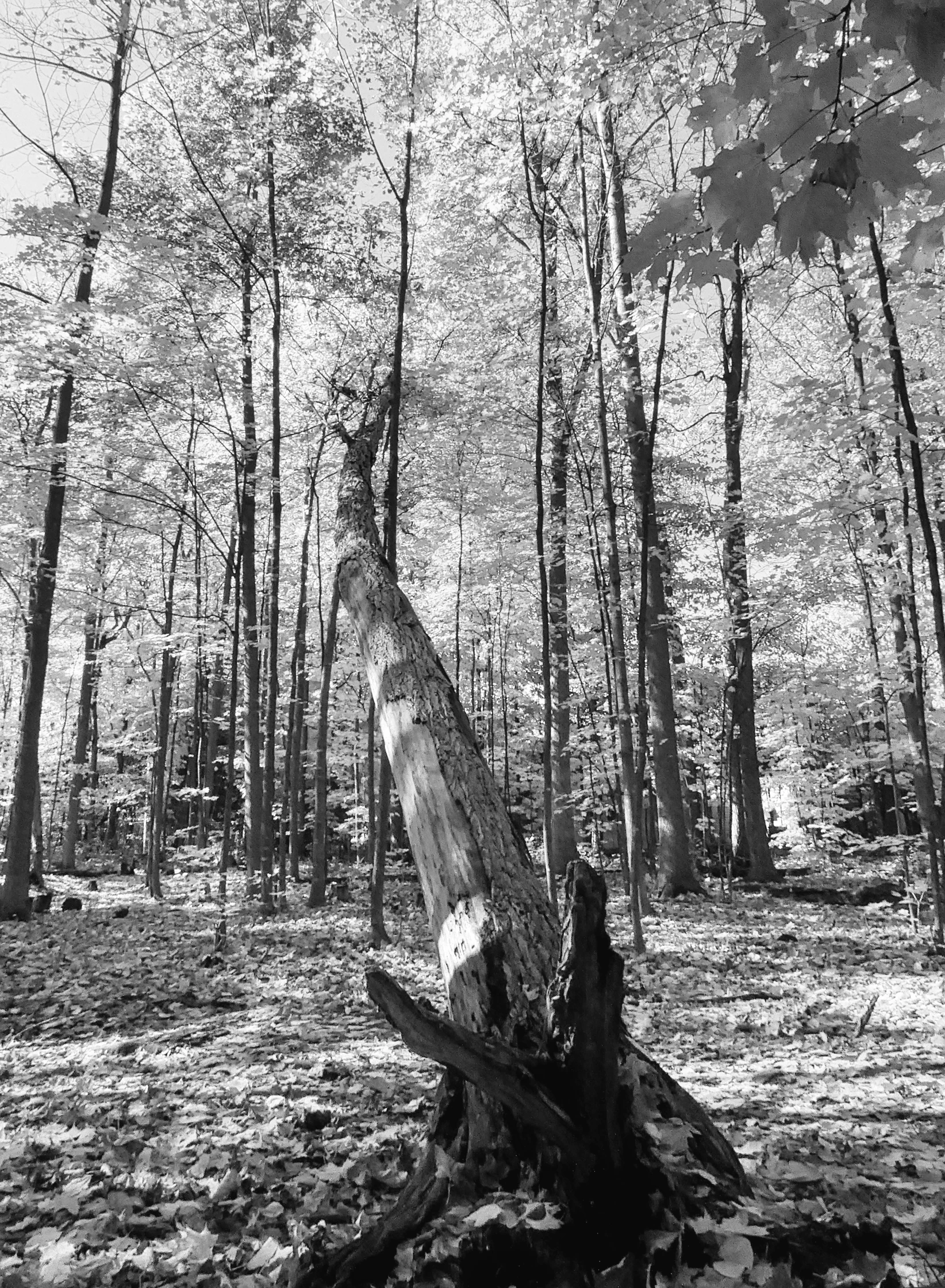 the lone person is sitting on a tree stump in the woods