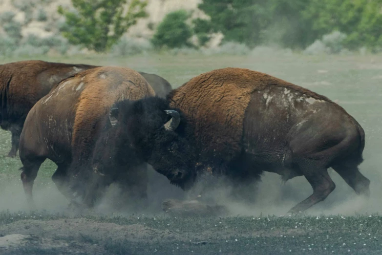 two bison running in the mud