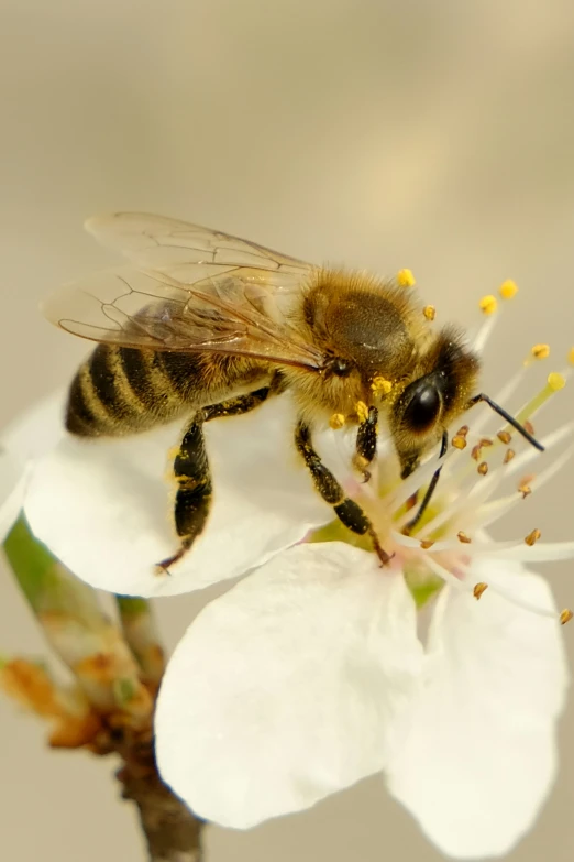 a bee is sitting on top of a flower