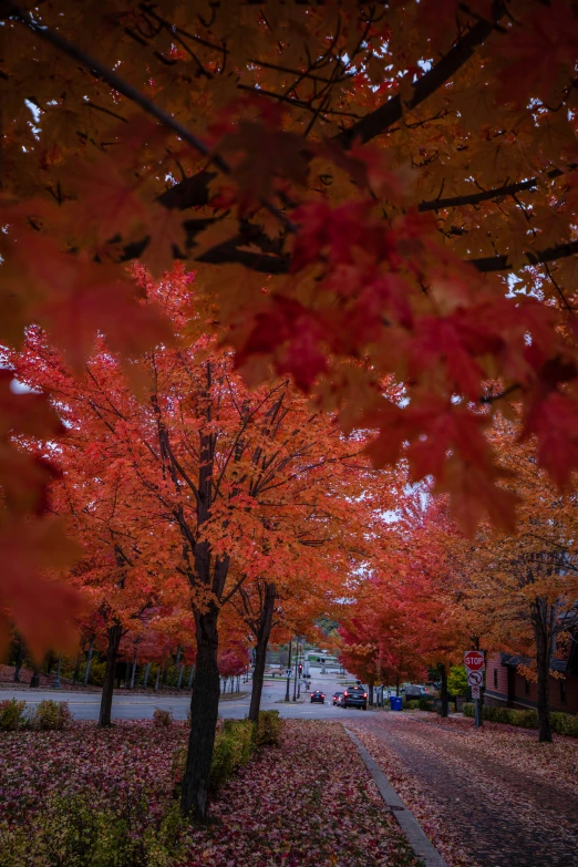 a couple walking their dogs down the street under a tree full of orange leaves