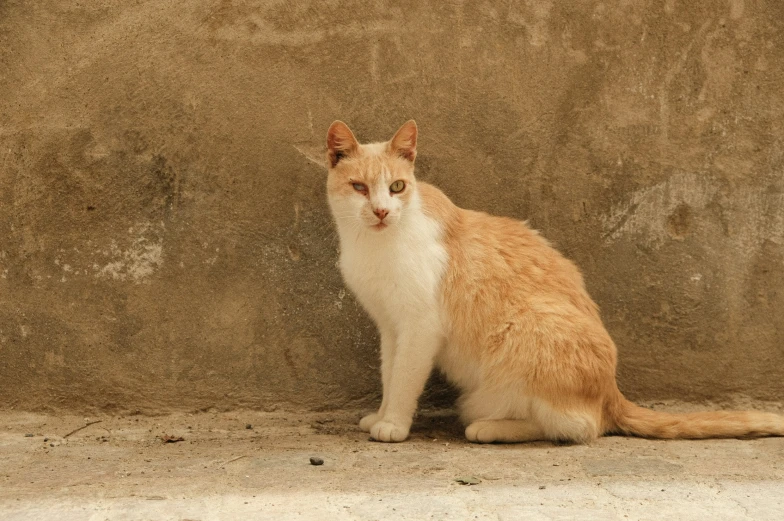 a brown and white cat is sitting down