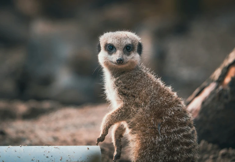 a small animal standing on its hind legs on a rocky surface