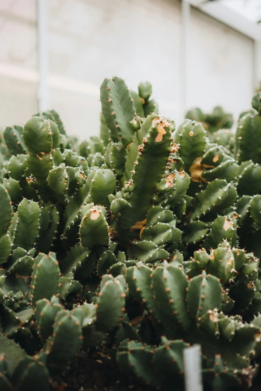 a group of green cactus plant in large flower