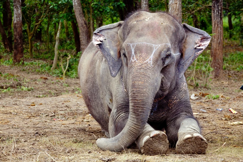 a young elephant has a painting on it's face