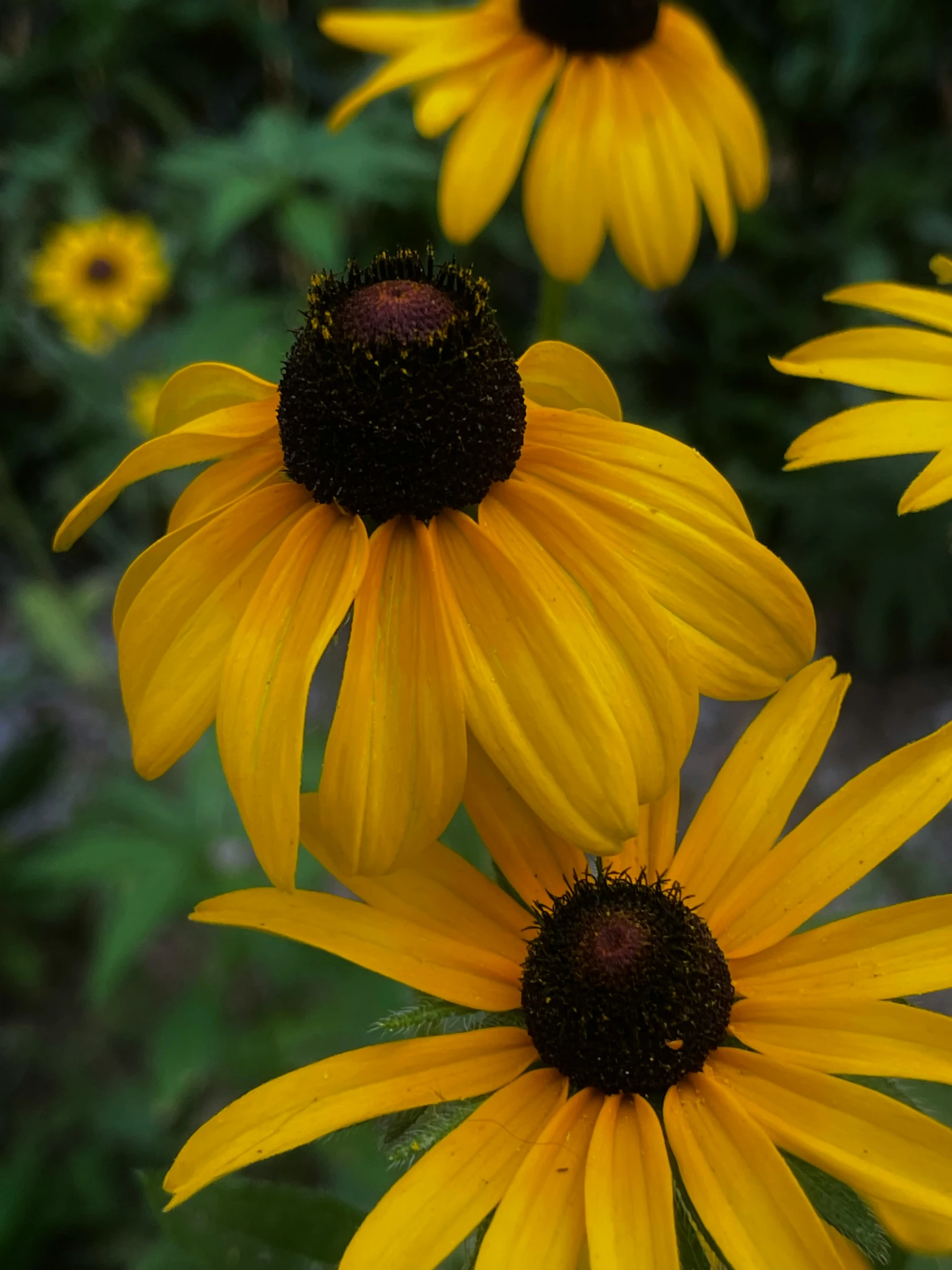 the large, sunflowers are blooming brightly