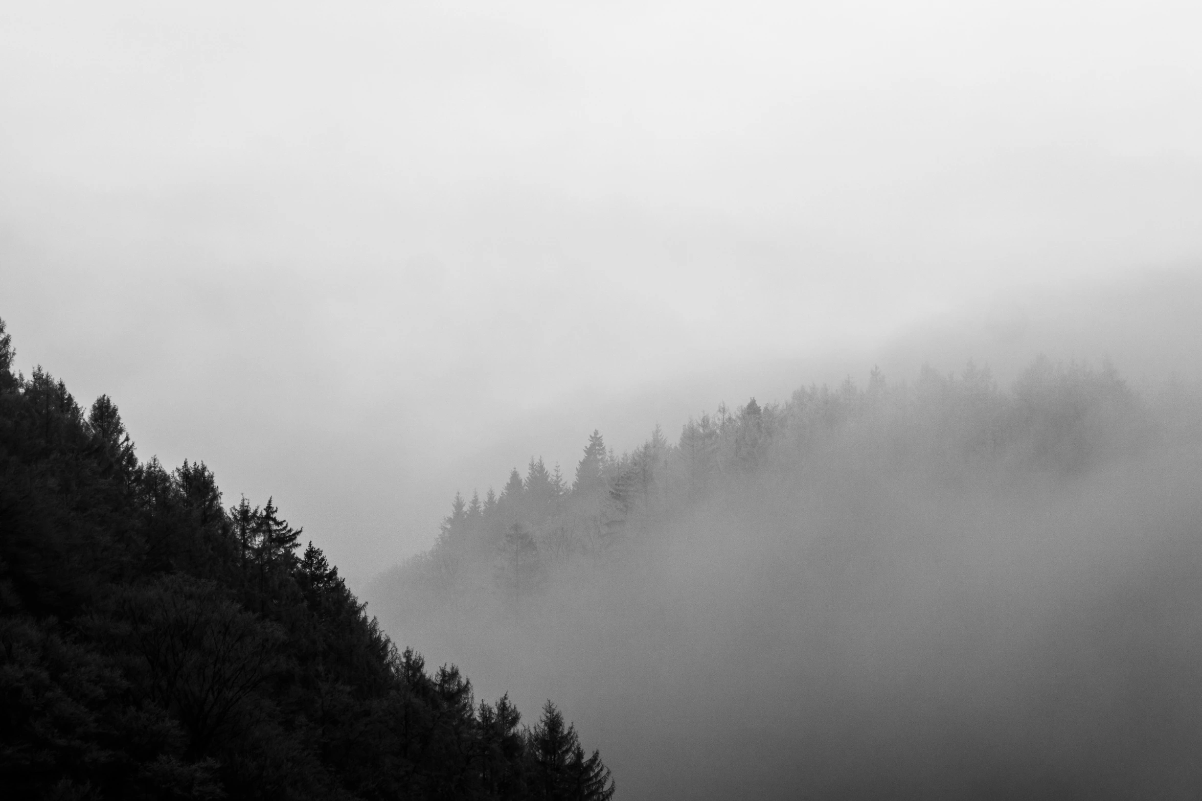 a large group of trees on a hillside