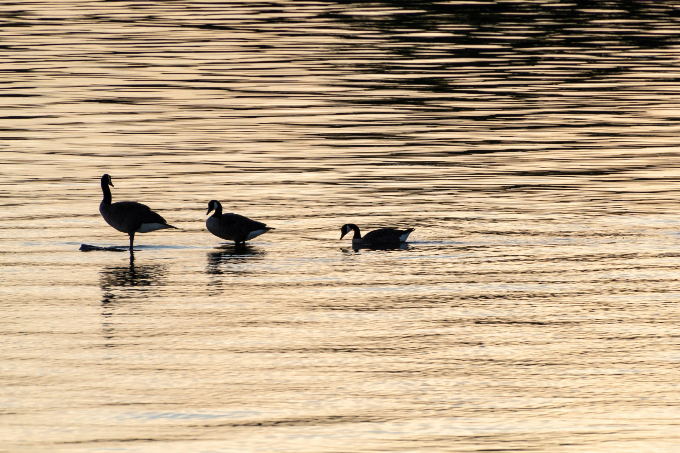 three geese swimming in a large body of water