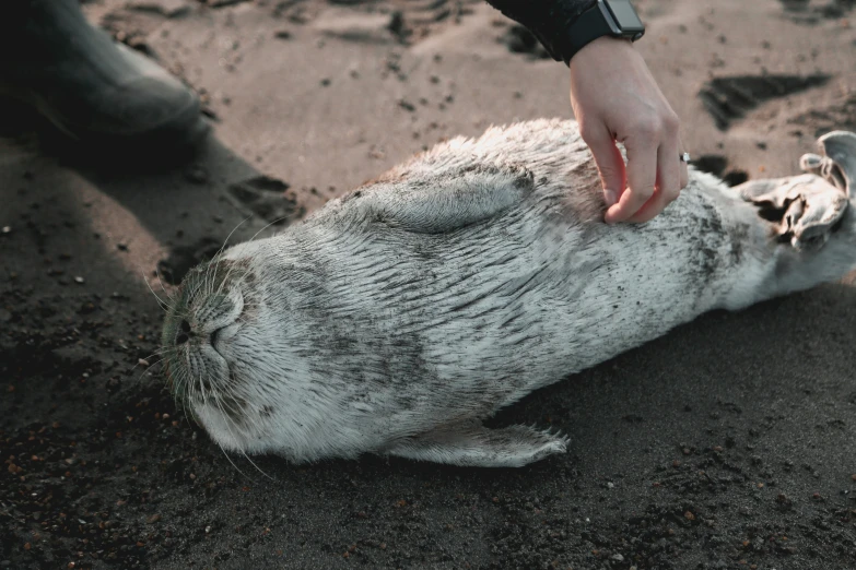 a close - up of the foot of someone touching an animal