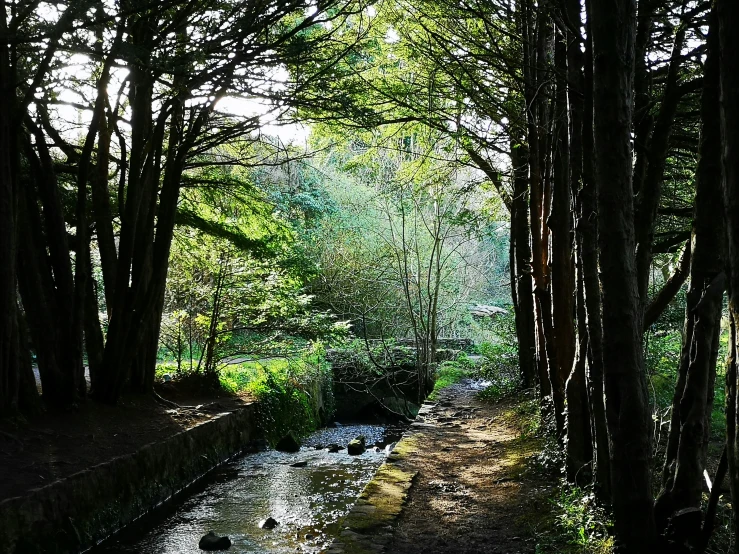 trees line the river and are in the woods