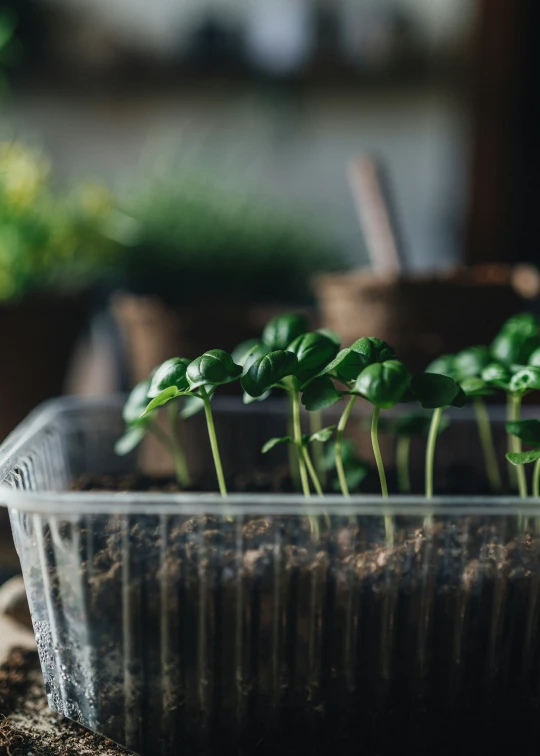 three plants in a clear container on top of a rock