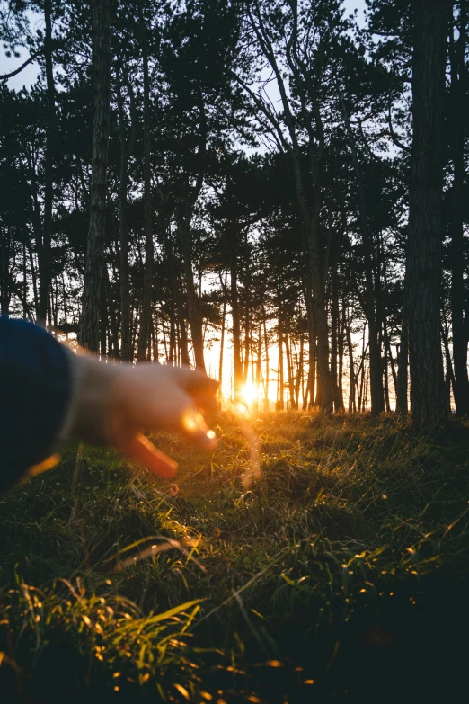 person reaching toward the sun through trees in a forest