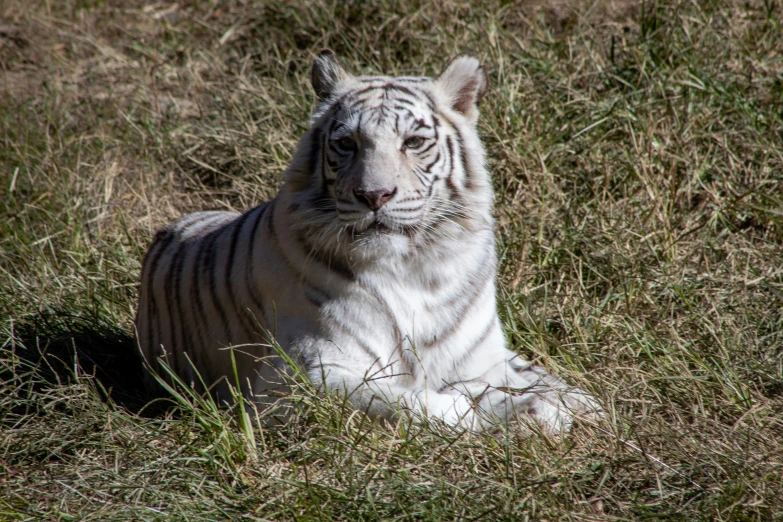 a white tiger resting in the grass looking at the camera