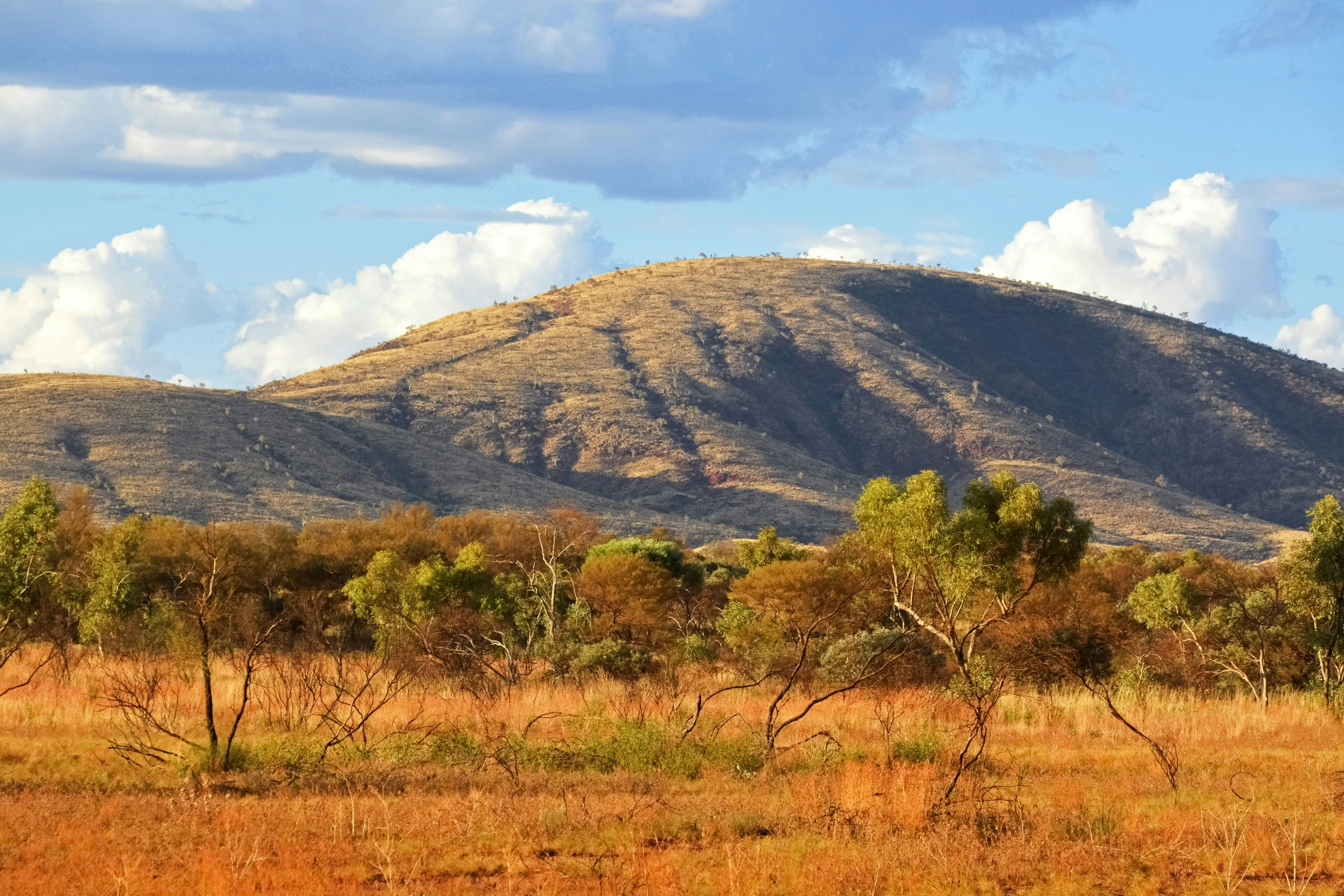 a lone giraffe walking through a field with mountains behind it