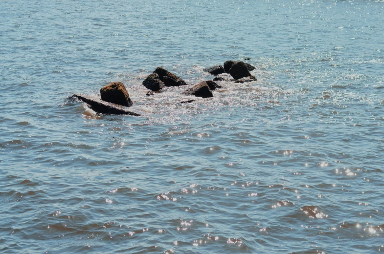 a group of dogs playing in the water