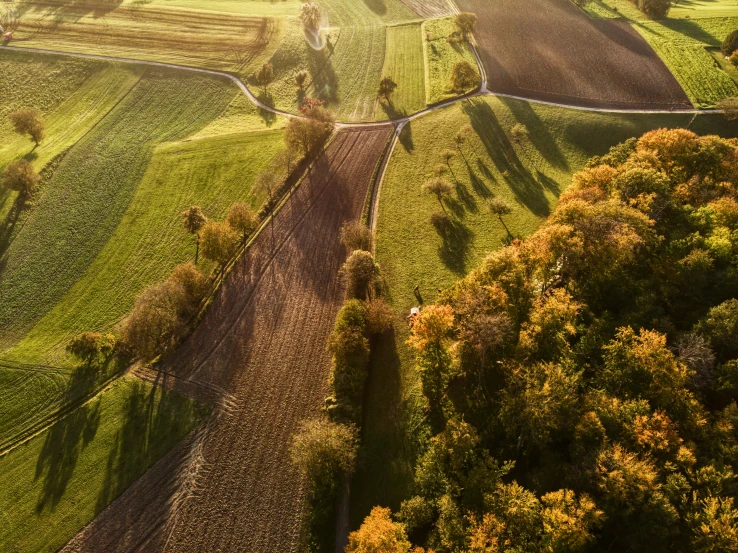 a lush green field covered in lots of trees